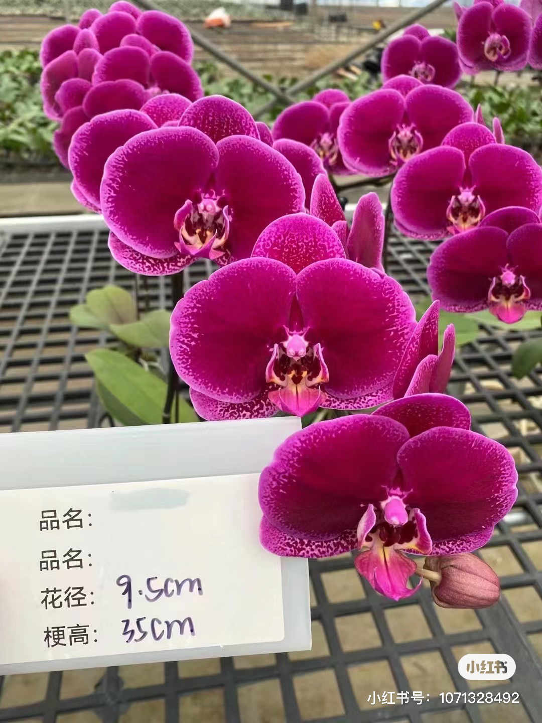 黑玫瑰蝴蝶兰大花型【3.5寸杯苗】刚升杯没出新根，轻微叶损不售后