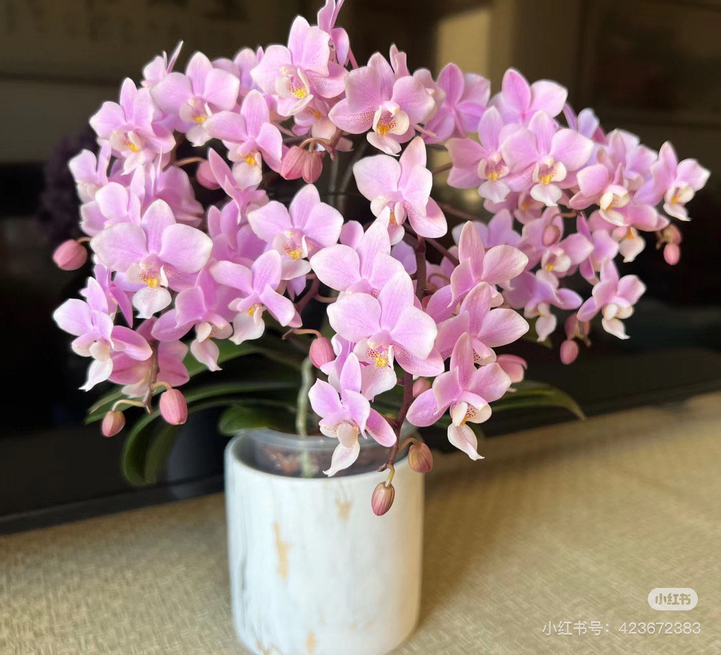 婴兰蝴蝶兰3.0寸杯丰花型浓香易出多箭【无花箭】