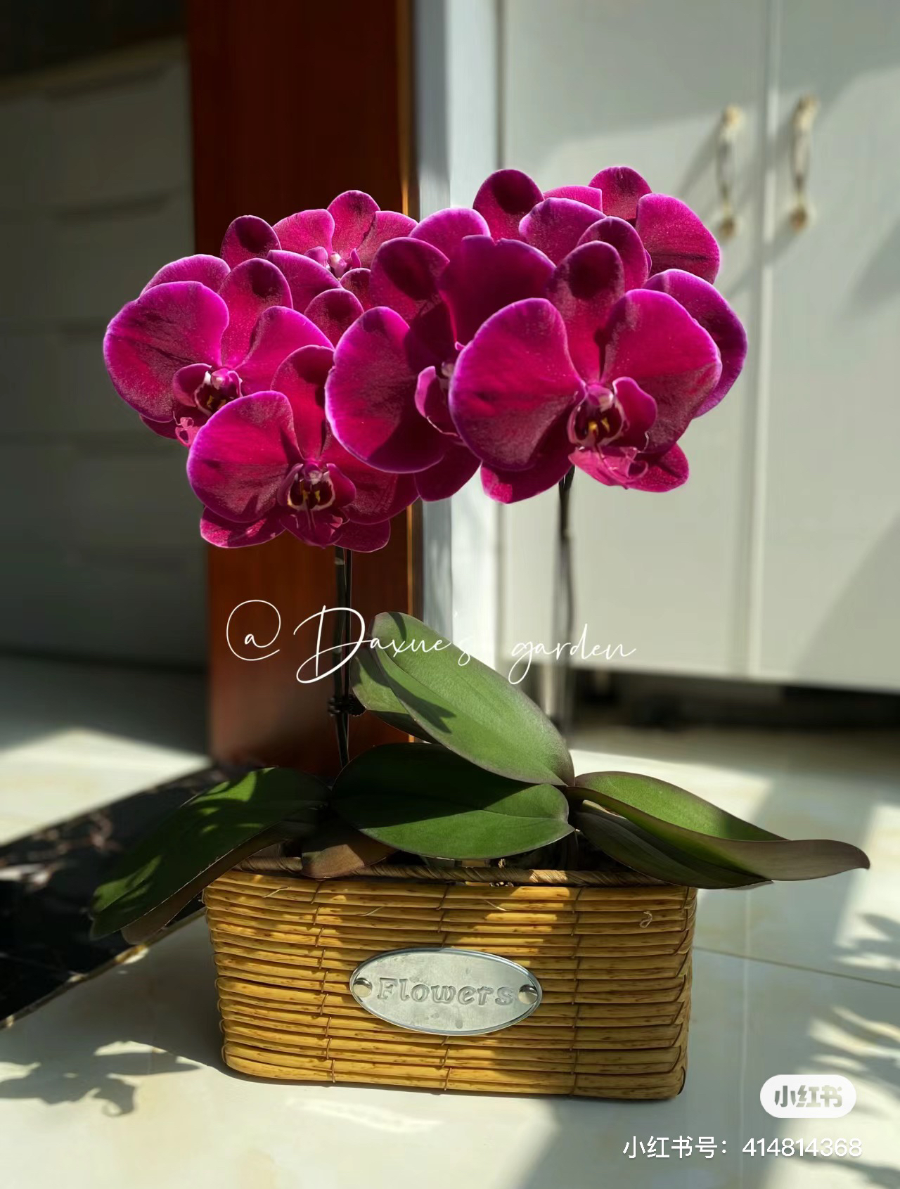 牛记黑脸蝴蝶兰绒质花瓣3.5寸杯苗，无花箭，叶片易开裂，不售后