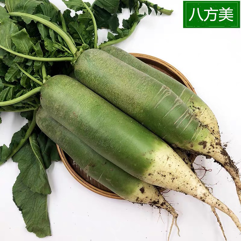 潍坊萝卜新鲜水果萝卜青萝卜 脆萝卜 天星