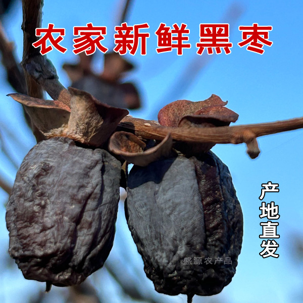 黑枣软枣君迁子太行山无核黑枣涉县农家黑枣产地直发【精选黑枣】