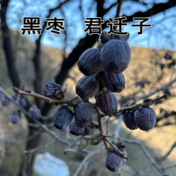 河北涉县无核黑枣农家软枣太行山特产君迁子小柿子优选精选果