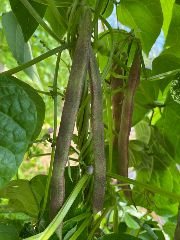 大婷自己种的芸豆紫芸豆净重5斤