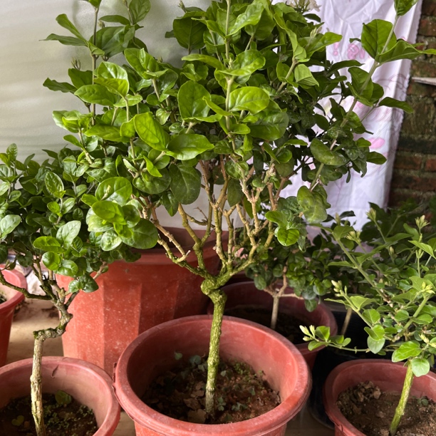 巴西茉莉高杆茉莉花盆栽造型
