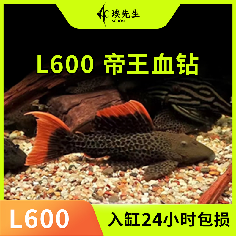 L600混养帝王活体血钻三只观赏鱼底栖鱼异形鱼直播专属链接