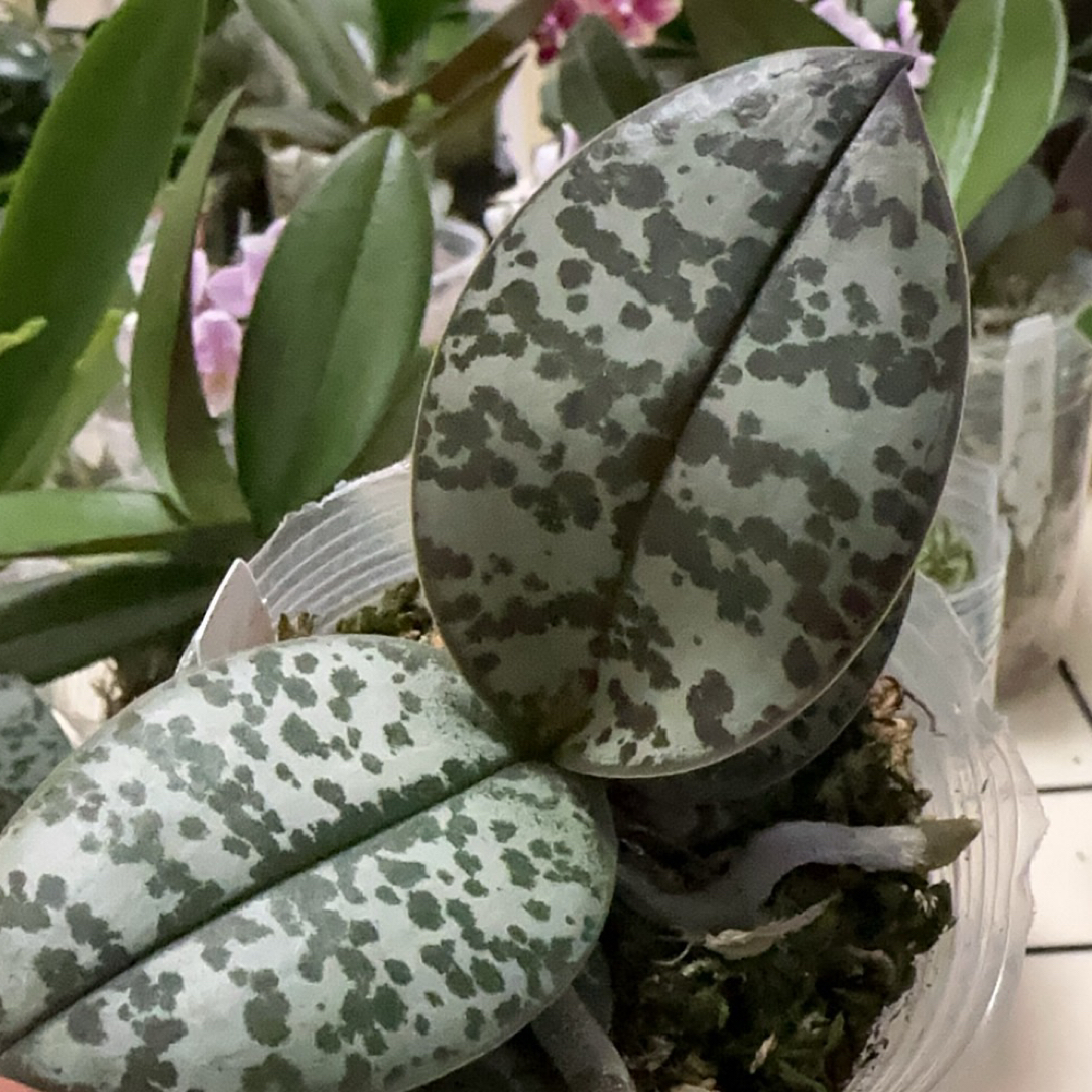 蝴蝶兰一物一拍链接（39.8–999）