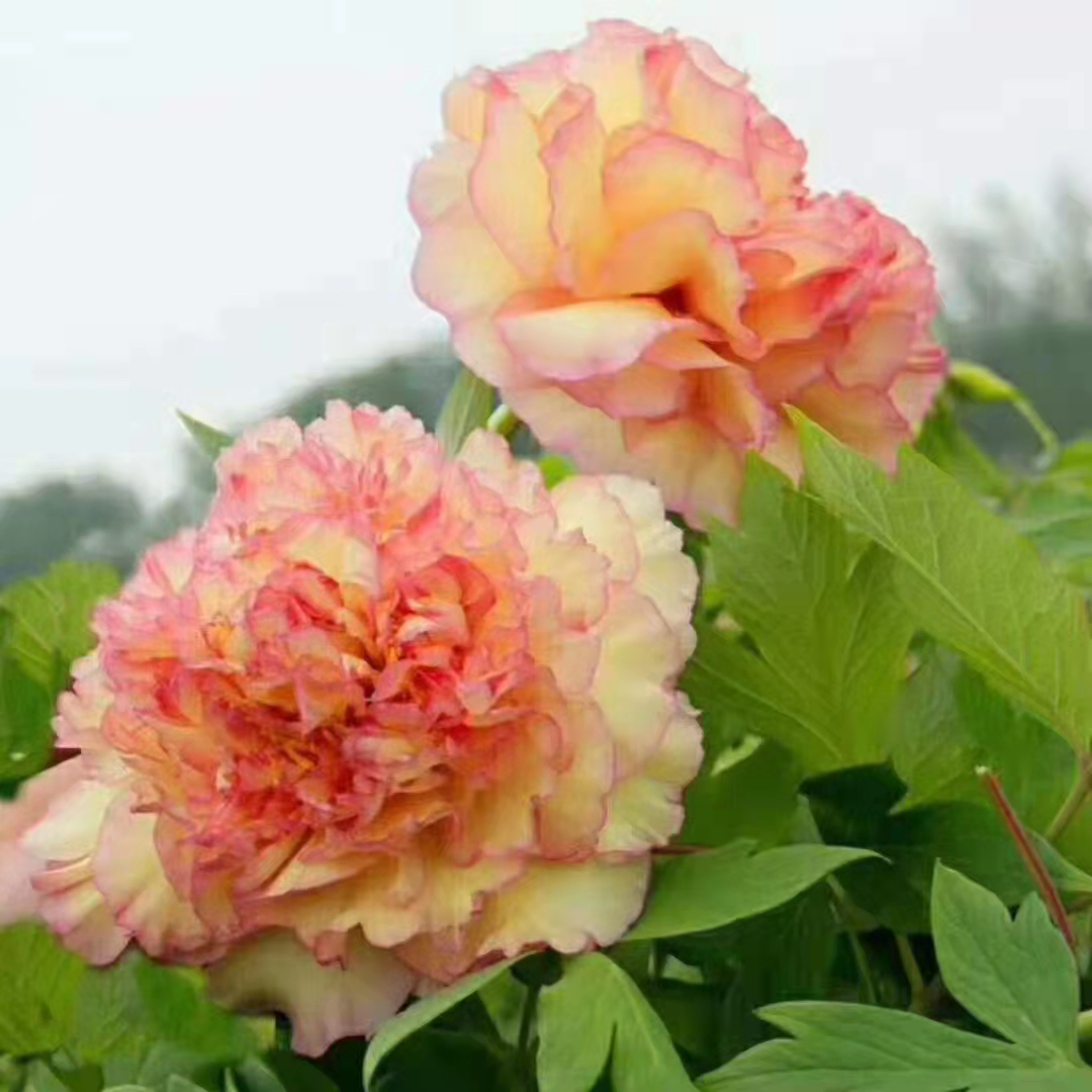 菏泽牡丹 金阁 山东菏泽基地直发