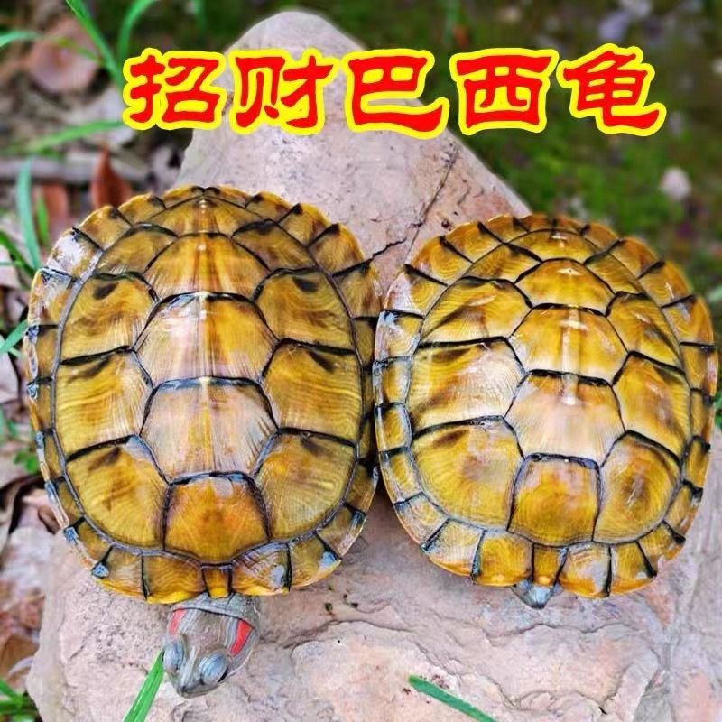 【聚财龟】黄金龟招财龟巴西龟情侣乌龟小乌龟活物宠物观赏长寿活体