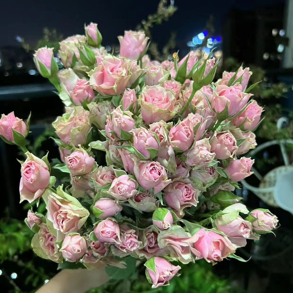 【买一送一】小头樱花谷泡泡10支 多头玫瑰  云南基地鲜花 直发