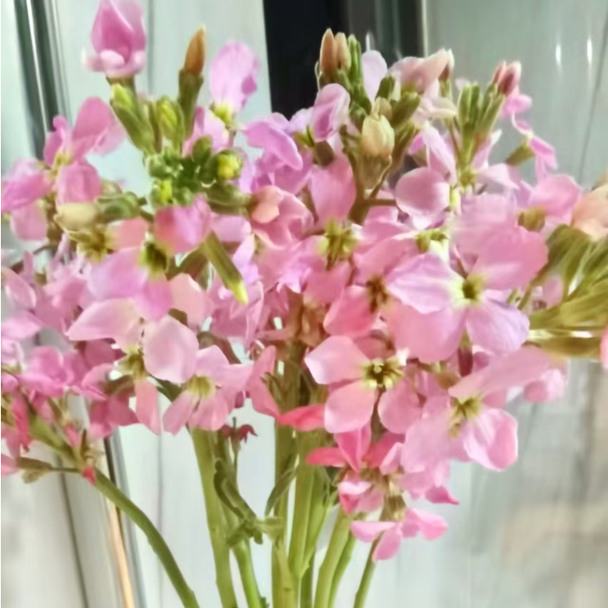 【买一送一】粉色单瓣香香紫罗兰20支   基地鲜花  水养