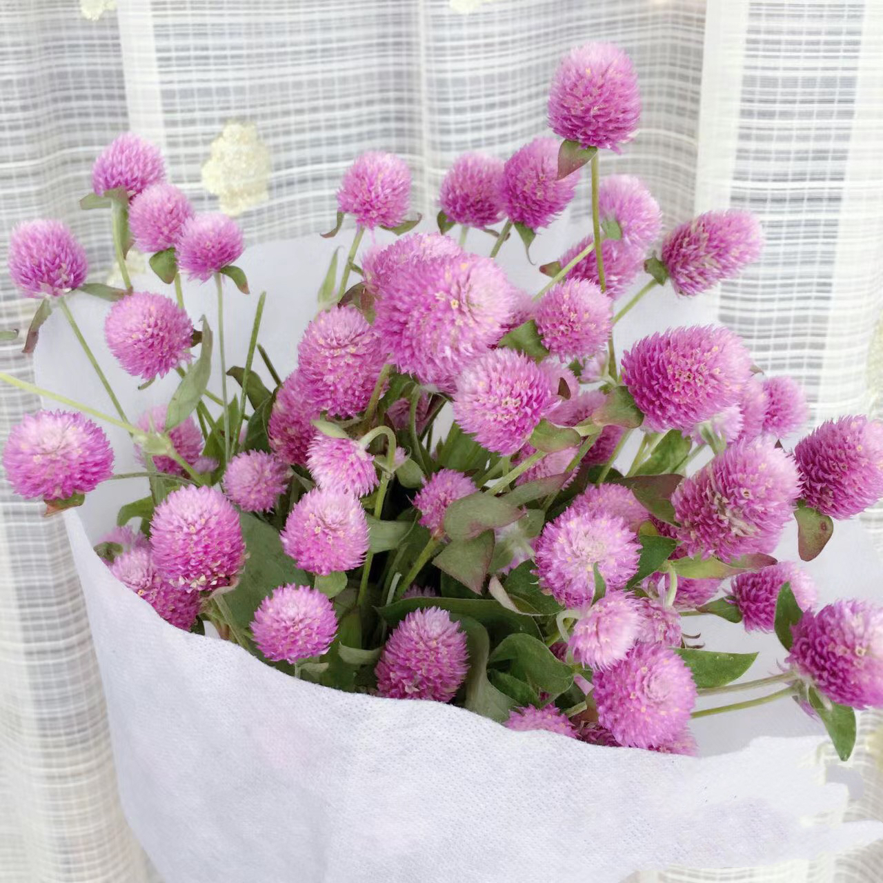 【买一送一】粉色千日红 网红小草莓花束配花 云南鲜花   家养水养