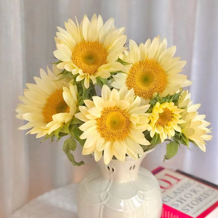 【源头一手价】奶油小花向日葵5支 批发花店摆地摊直发一手货源
