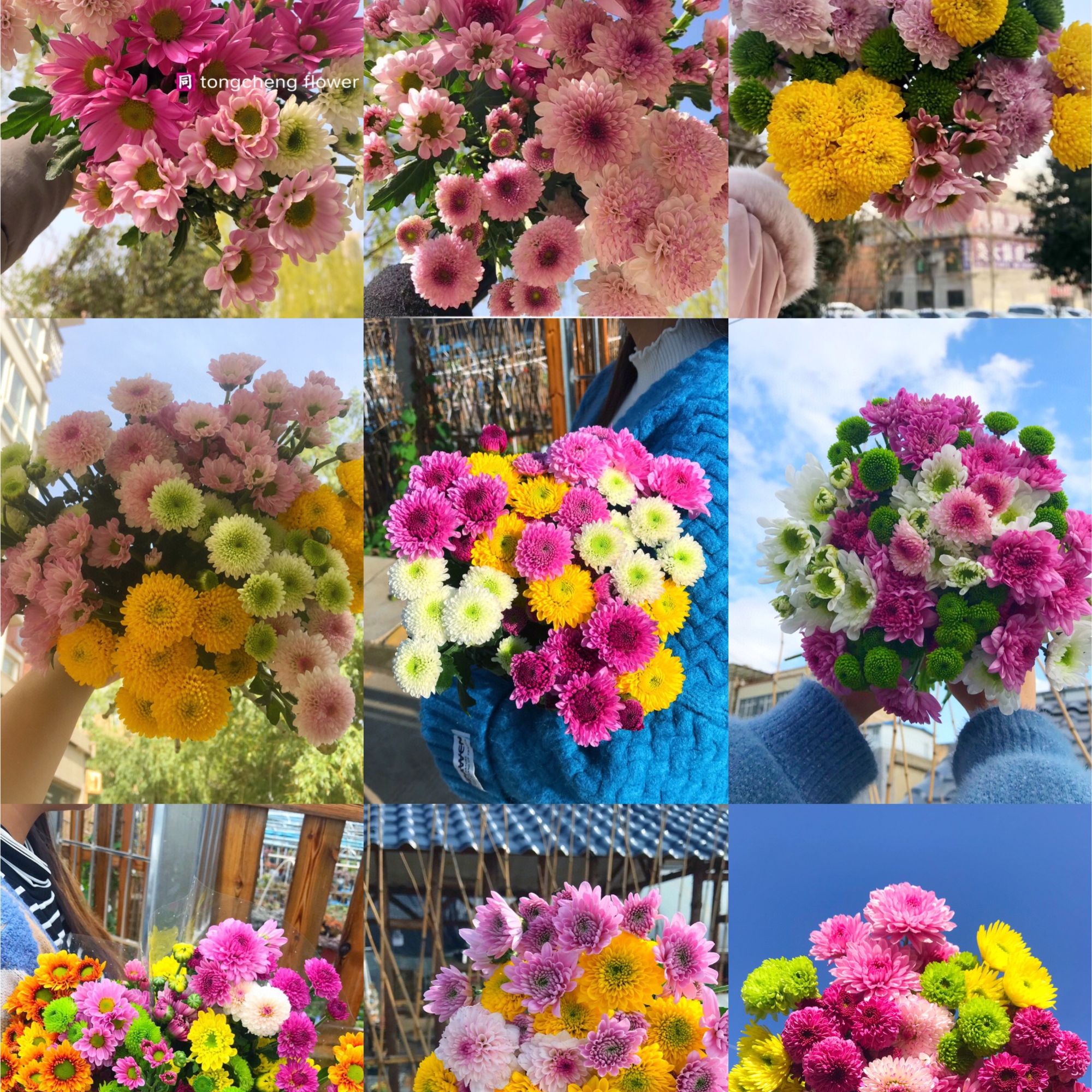 混色小雏菊5支   云南基地鲜花   基地直发