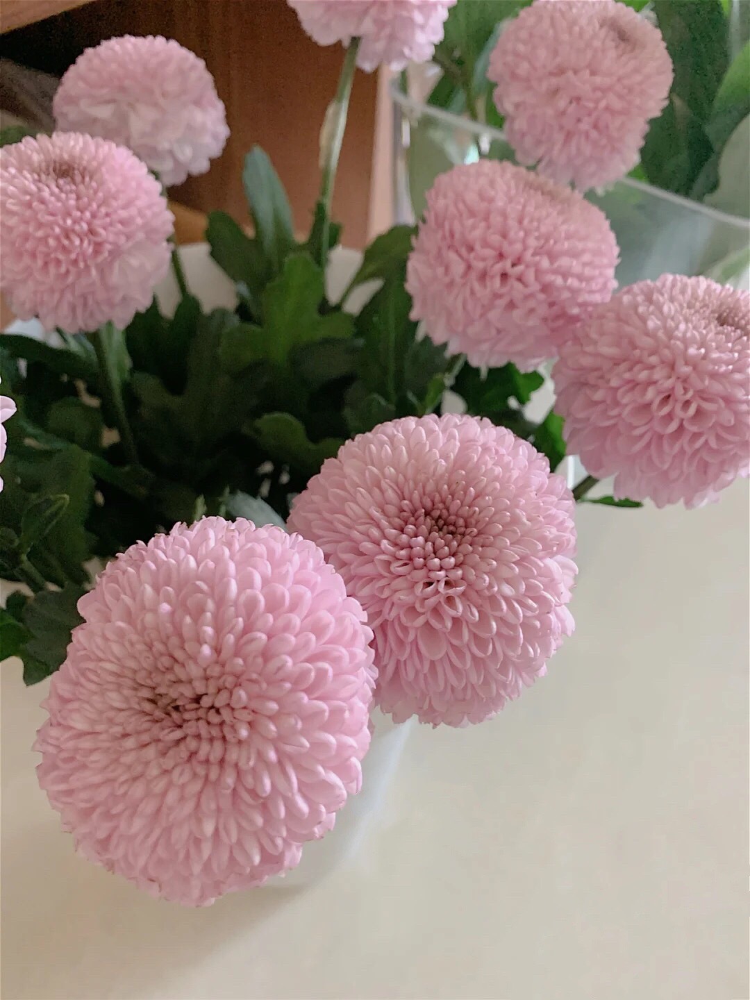 粉色乒乓菊花期特别长圆嘟嘟可爱型花材云南基地鲜花基地直发