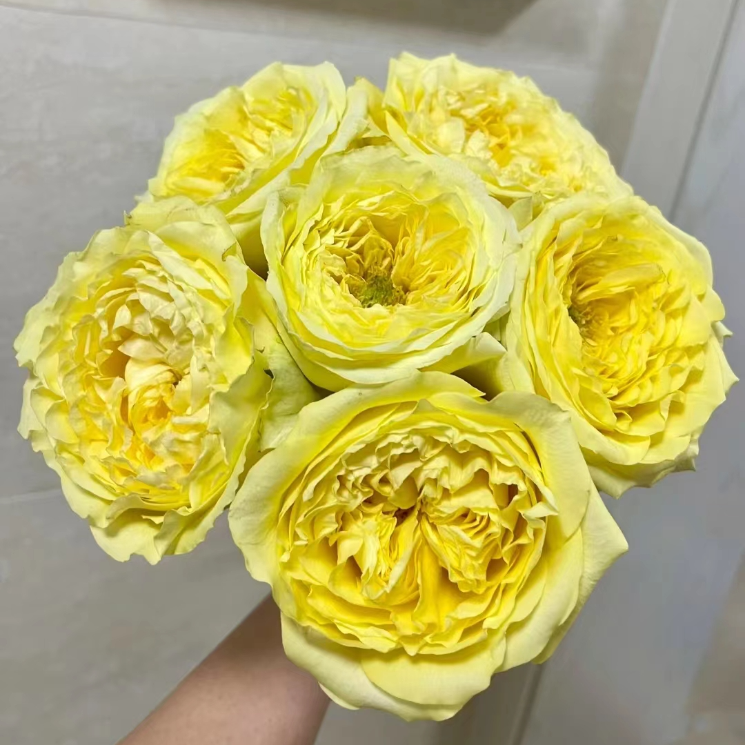 【买一送一】C级奇迹女神玫瑰10支    云南基地鲜花    家养水养