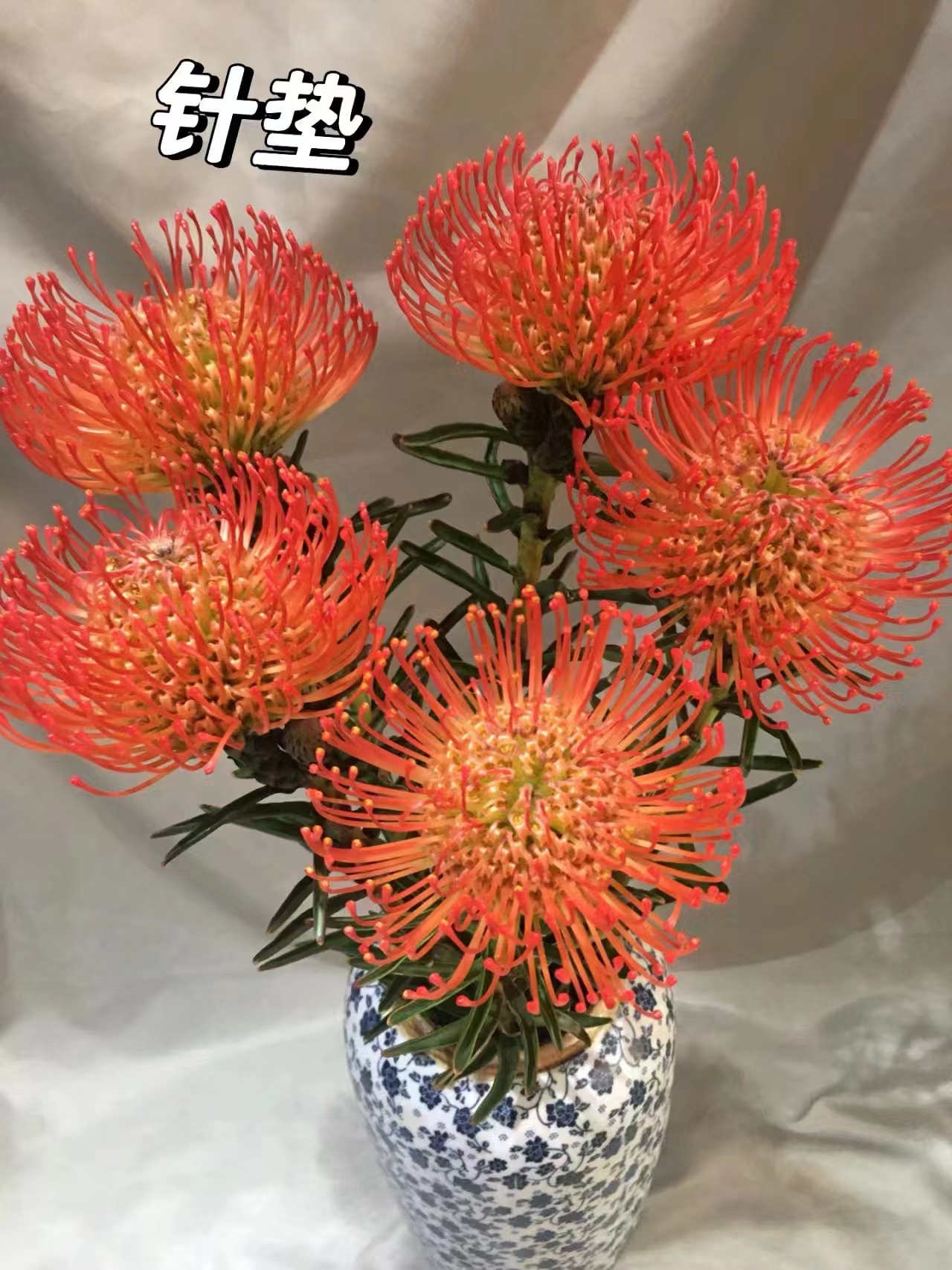 【买一送一】进口红色针垫一支   网红配叶  百搭好用   家养水养