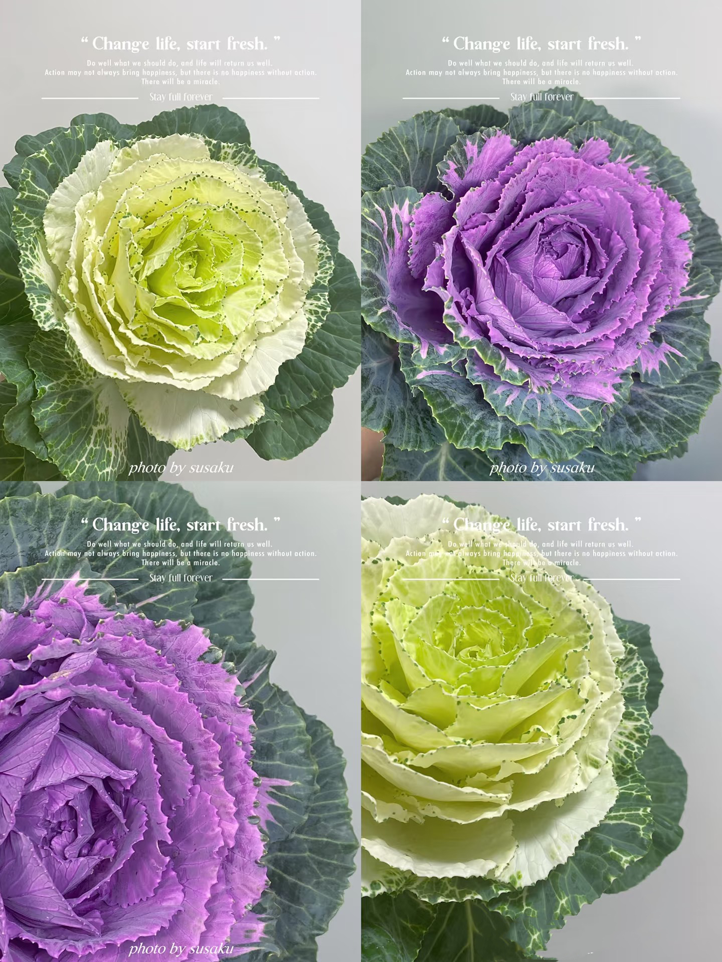 白色、紫色叶牡丹2支  云南基地鲜花直发   家养水养