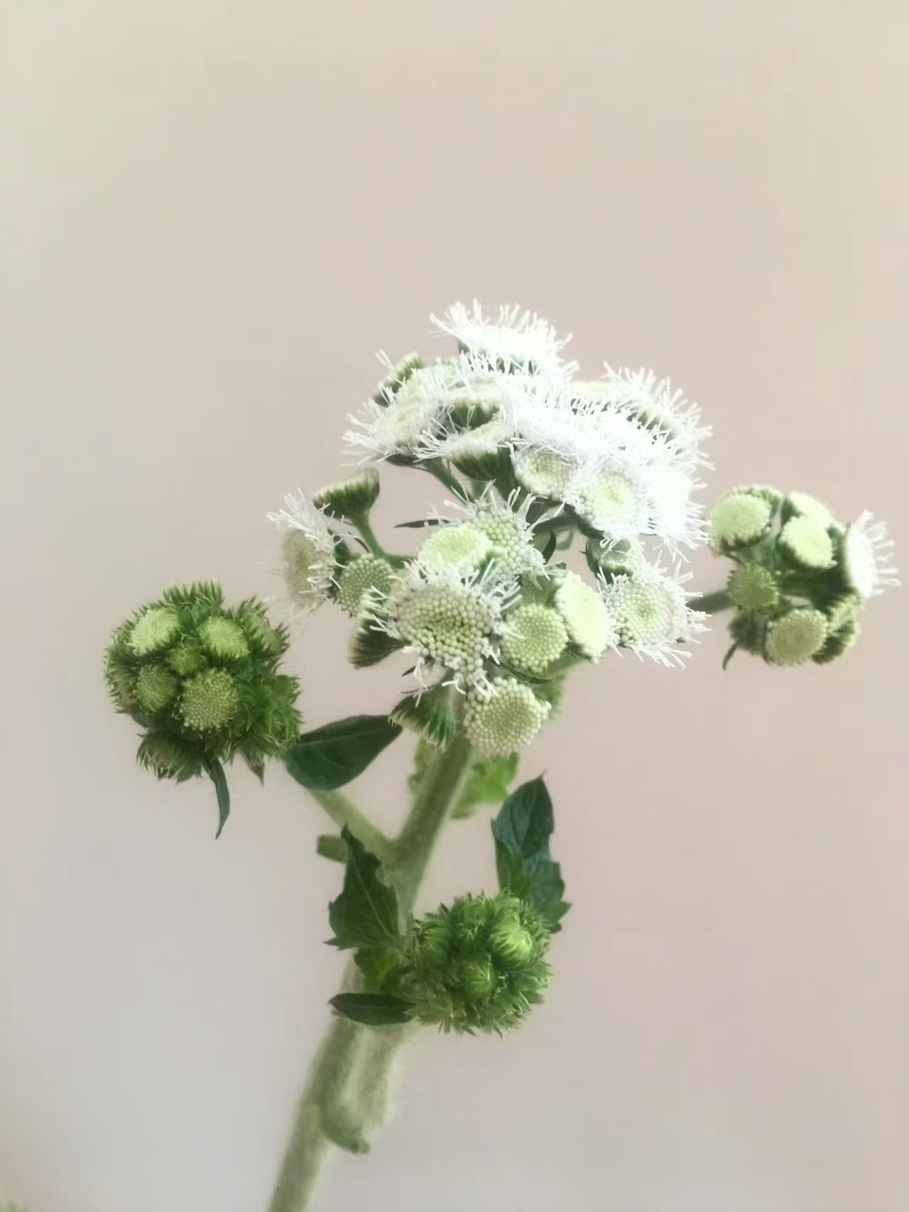【买一送一】白色藿香菊   云南  基地  鲜花   水养  家养
