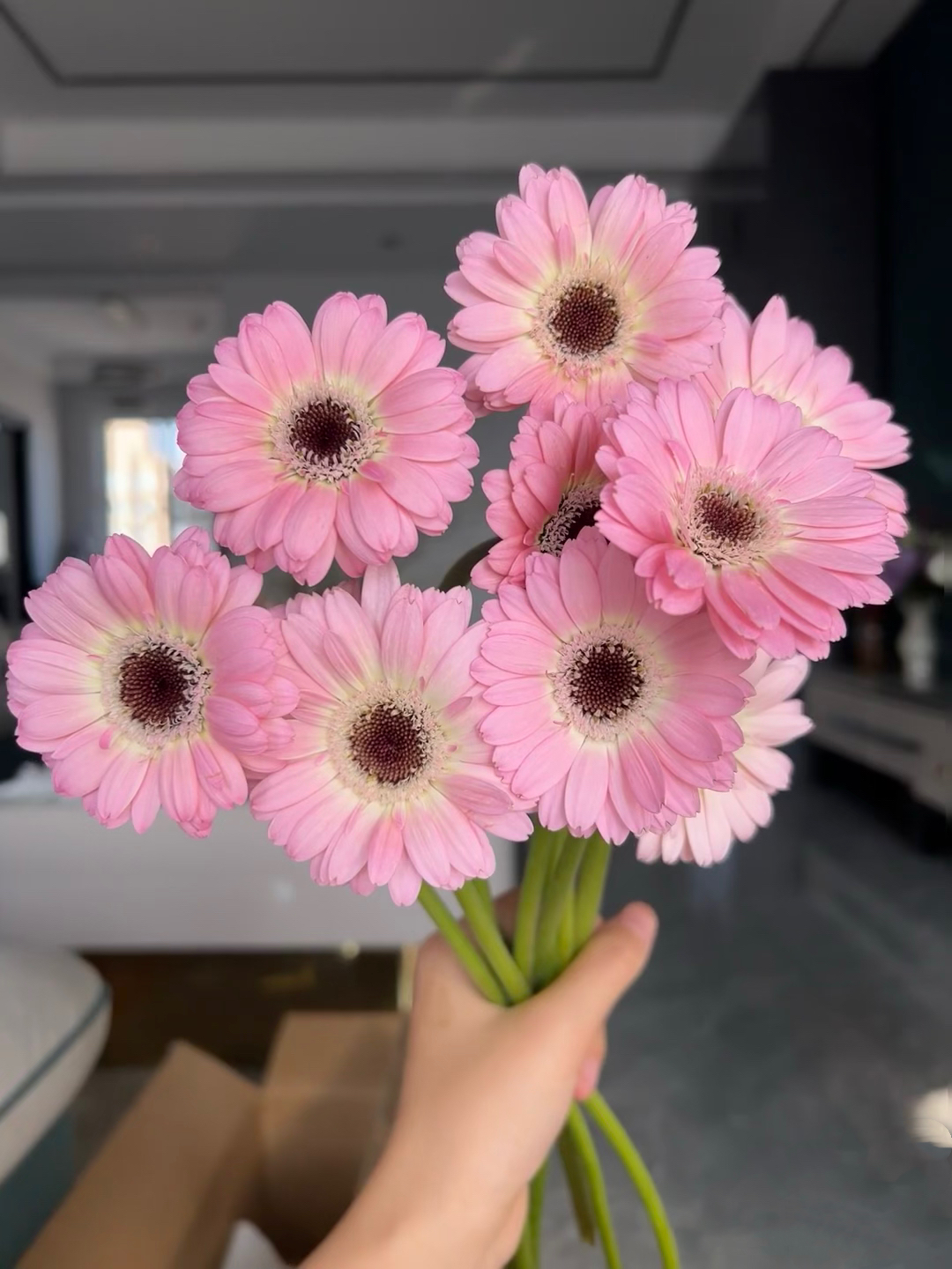 【买一送一】粉色珍爱非洲菊10支 云南基地鲜花 