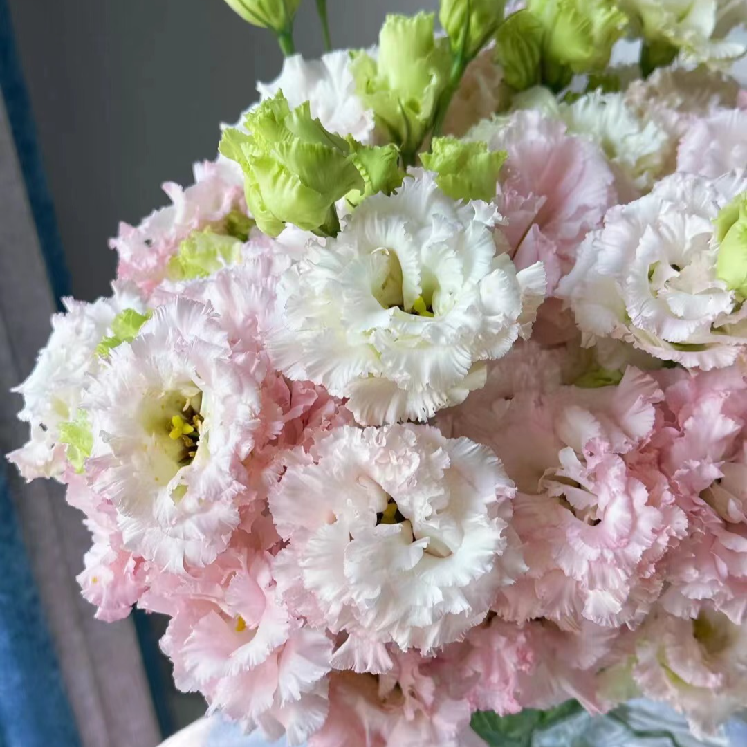 【买一送一】肉粉色洋桔梗一大把   云南基地   鲜花   水养家养