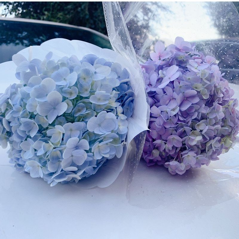 【买一送一】小头蓝色系绣球    云南基地鲜花直发   家养水养