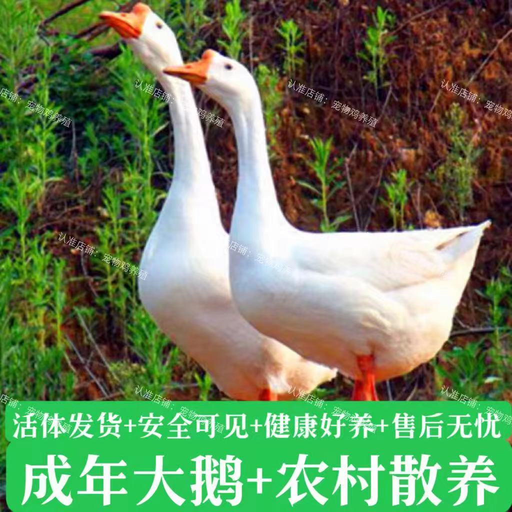 正宗散养笨大鹅 生态农家散养鹅