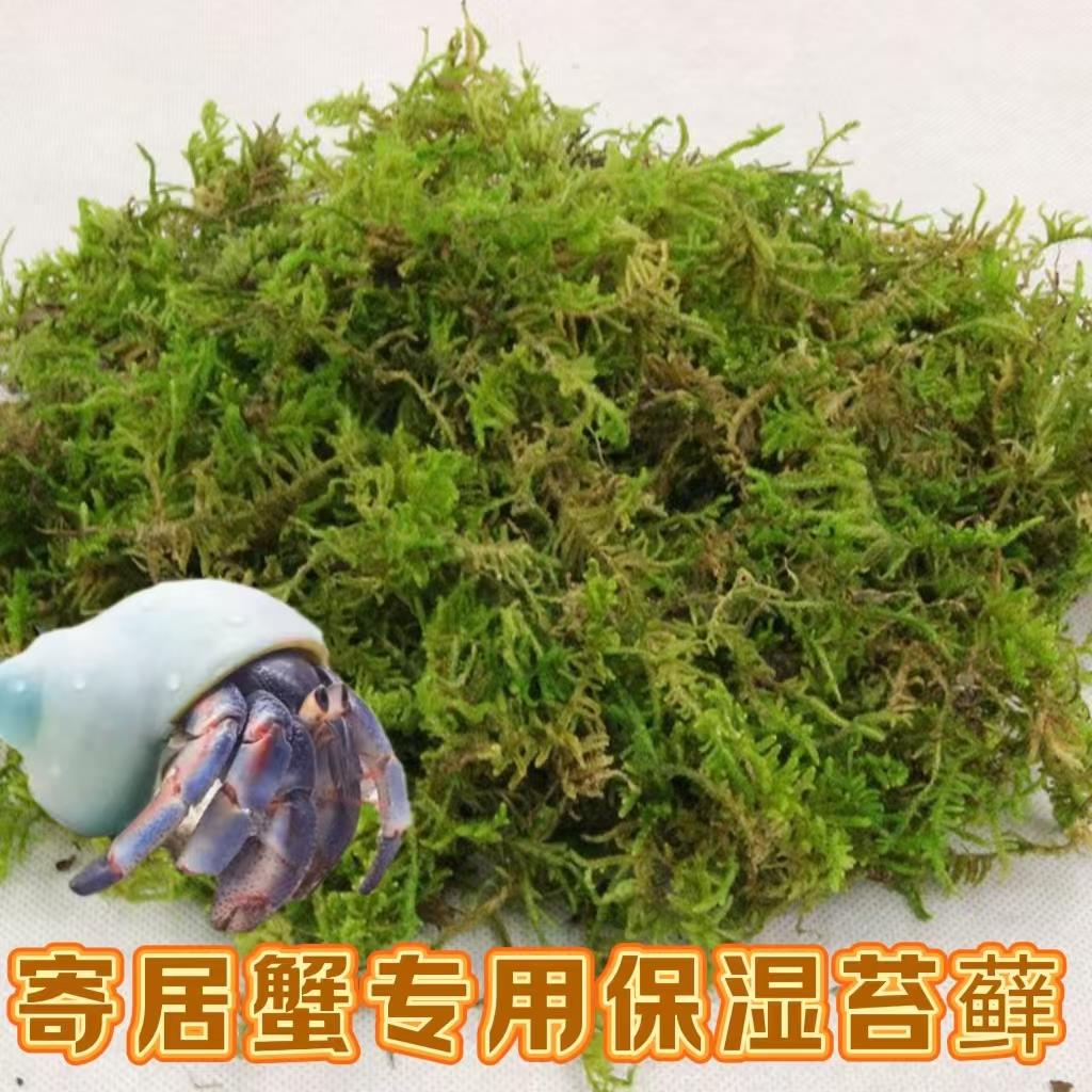 寄居蟹专用苔藓保湿透气不积水可蜕皮【提高存活率】新手垫材垫料
