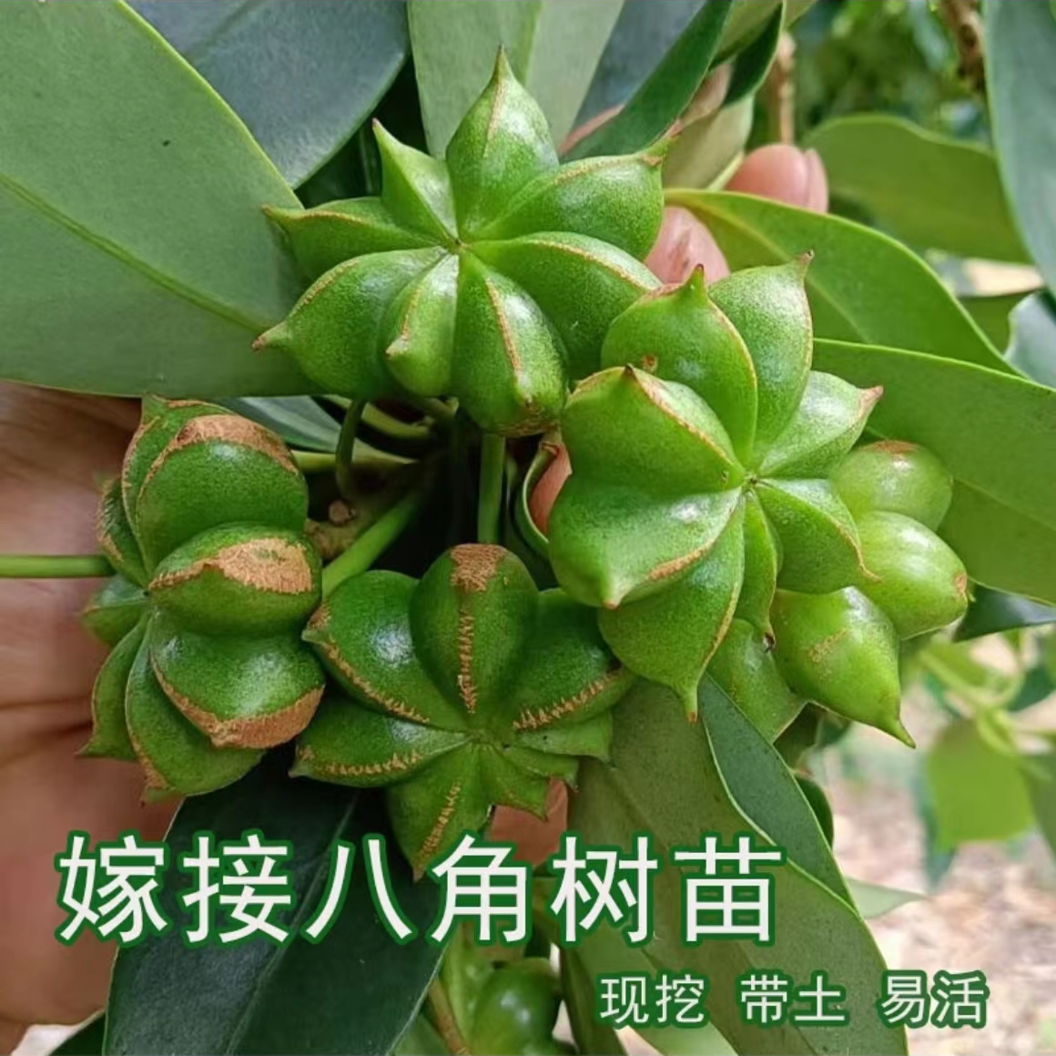 【买一颗送一颗】八角树苗食用茴香大料小苗大红八角苗