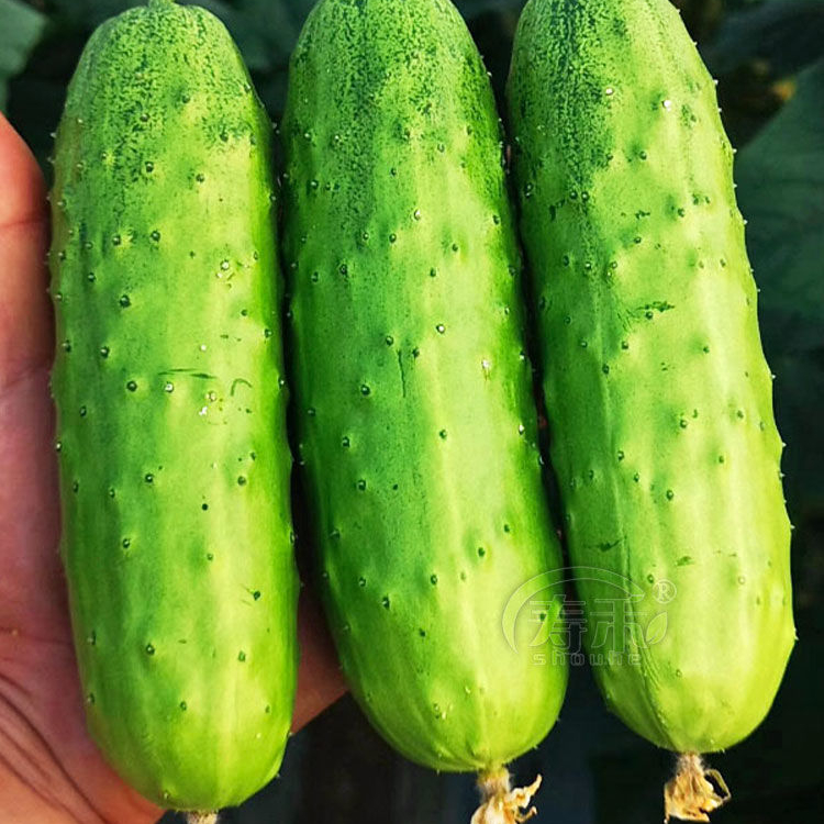 四季播种水果黄瓜节节瓜高产小黄瓜地载阳台盆栽菜籽农家黄瓜种子