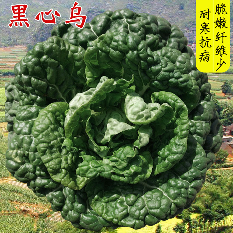 越冬蔬菜黑心乌种子乌菜黑菜种籽泡泡青菜乌塌菜秋季季蔬菜庭院