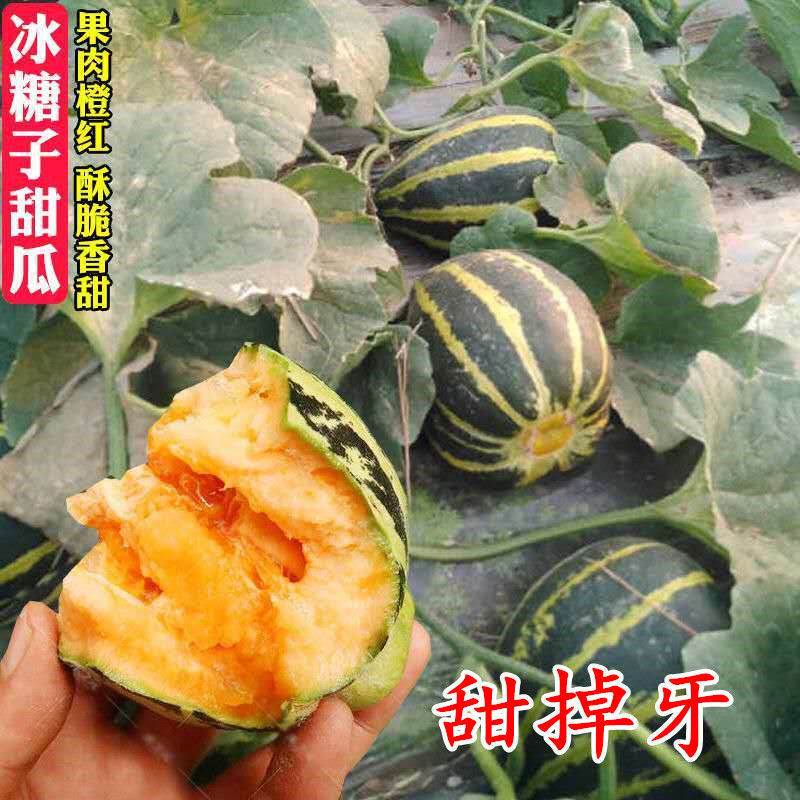 甜掉牙香瓜种子花皮酥脆甜红到边甜瓜家庭盆栽水果香瓜种子