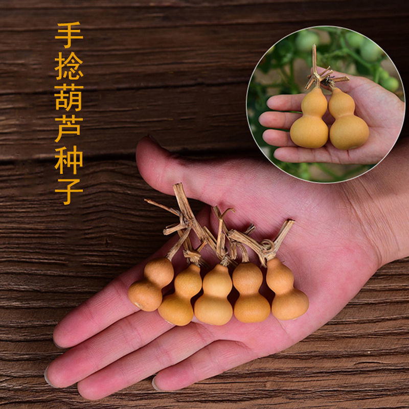 手捻葫芦种子迷你文玩葫芦种籽特小葫芦亚腰种籽巨型酒葫芦