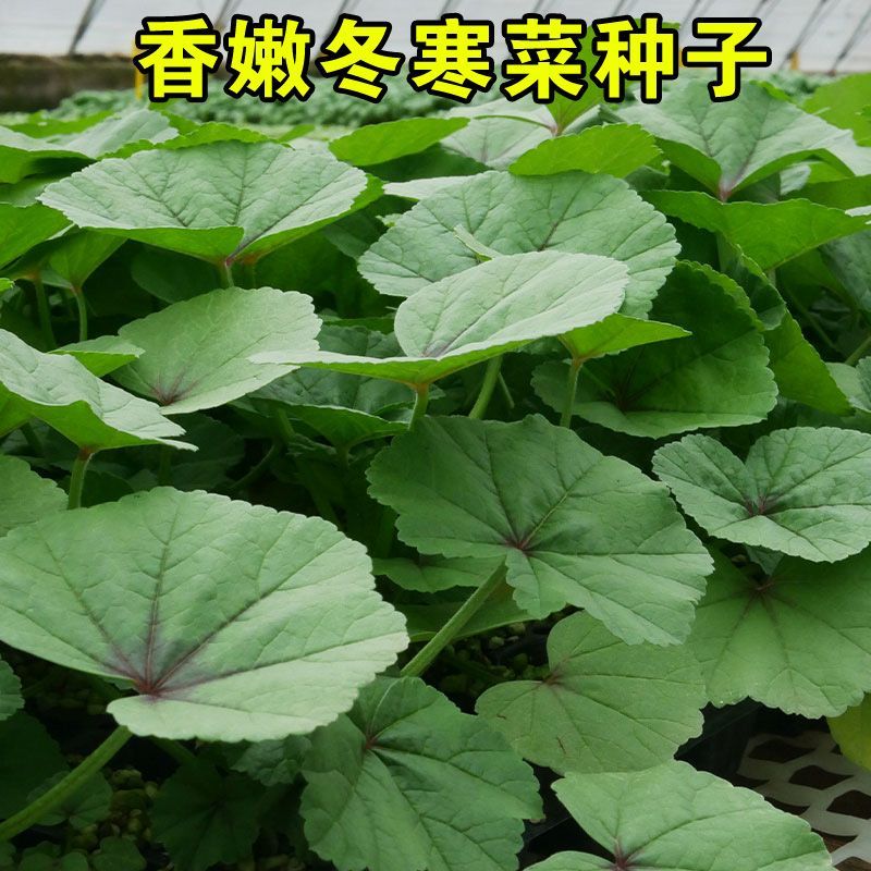 糯米冬寒菜种籽冬苋菜种子冬天菜种冬季籽种蔬菜青菜孑菜籽