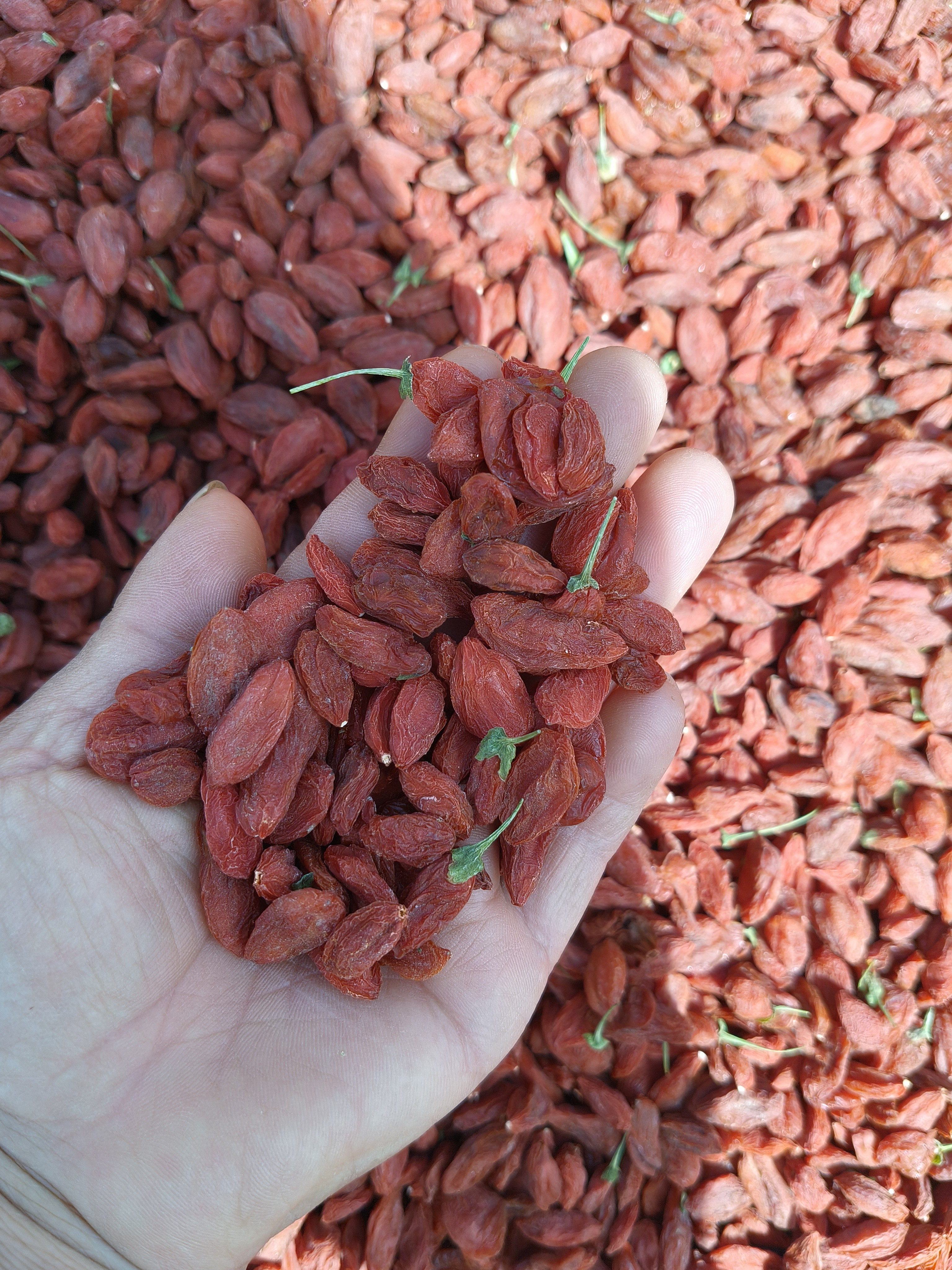 新疆枸杞子原产地不漂不洗没有任何加工包邮到家