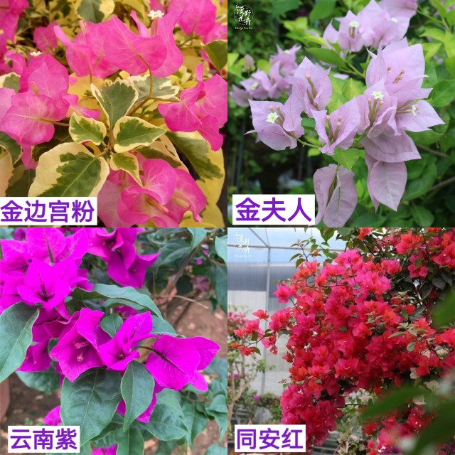 重瓣三角梅盆栽爬藤大苗四季开花好养易活庭院室内外观花卉植物