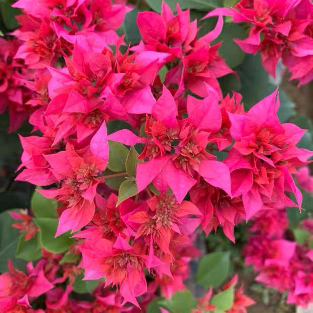 重瓣三角梅盆栽带花发货四季开花勤花爬藤室内外庭院花卉