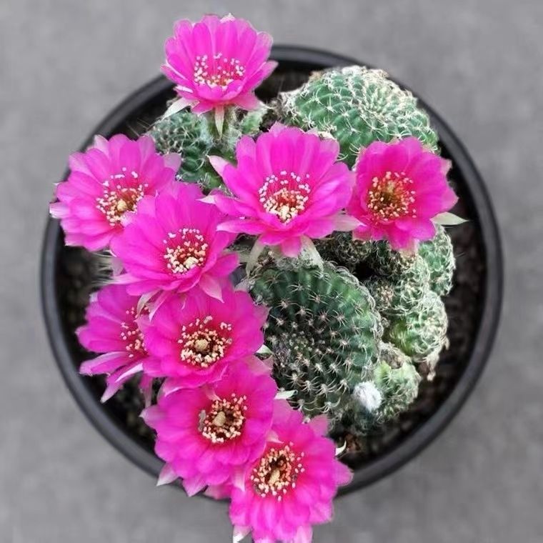 仙人球群生多头阳春丸多肉植物盆栽