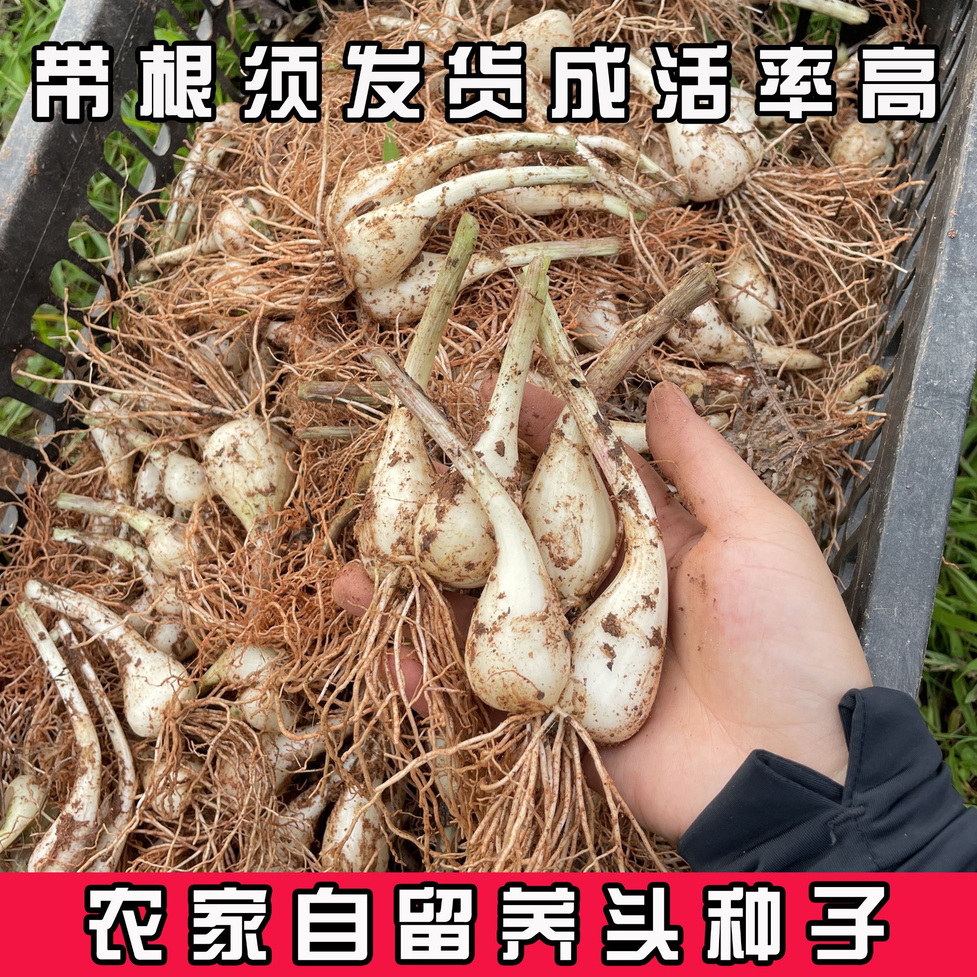 江西荞头种子茭头种子藠头种子带根带须自种农村新鲜现挖批发