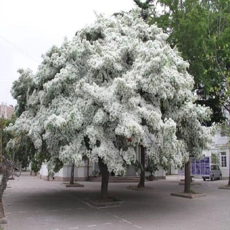 花园植物庭院花卉流苏树桂花树盆栽地栽都可以