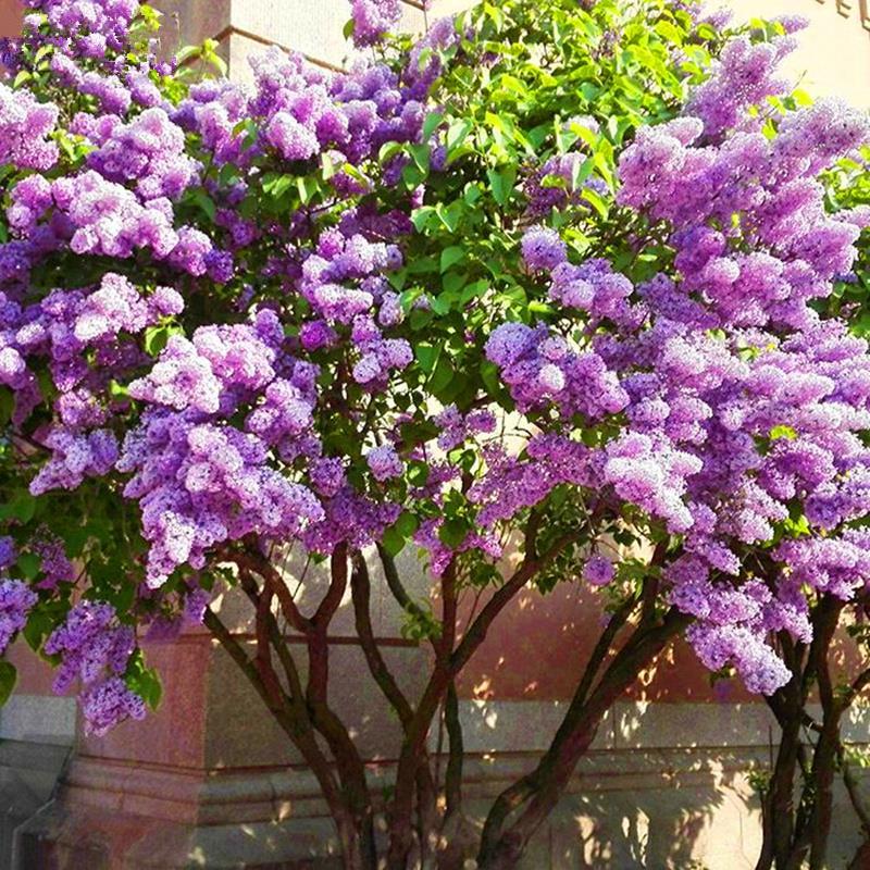 丛生丁香花庭院花园植物非常漂亮紫色白色