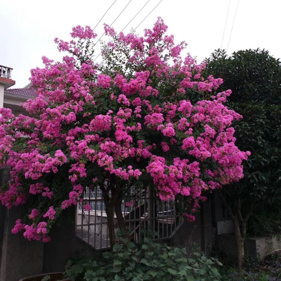 庭院花卉别墅种植紫薇花发货要修剪这样才能长的更好