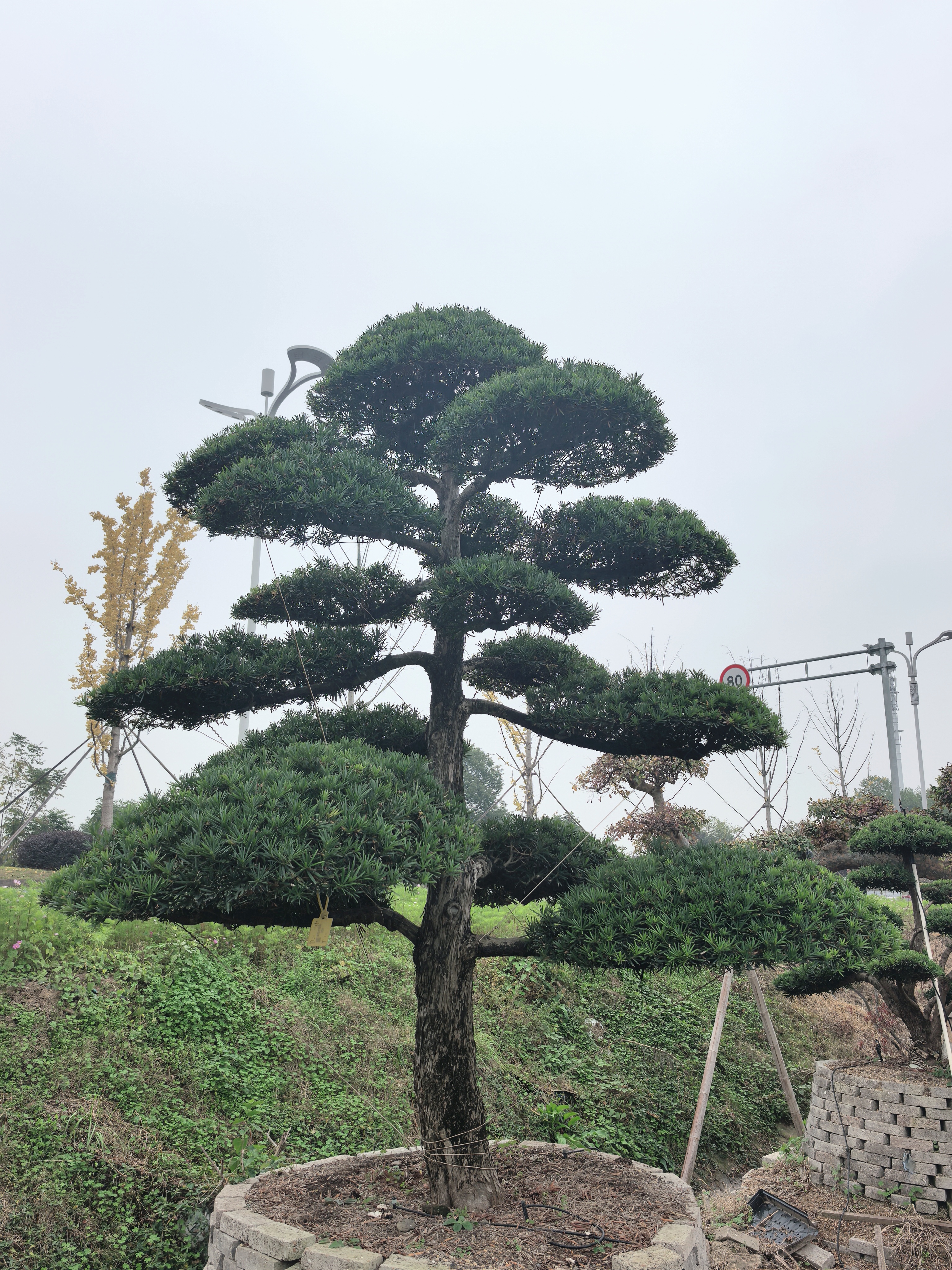 精品造型罗汉松，自产自销