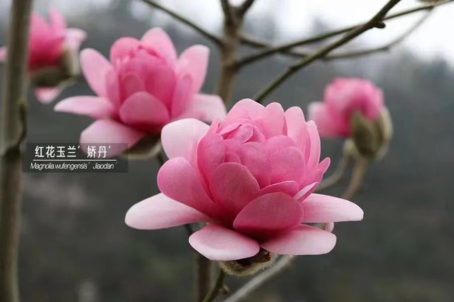 新品种【娇丹玉兰花】（浓香）