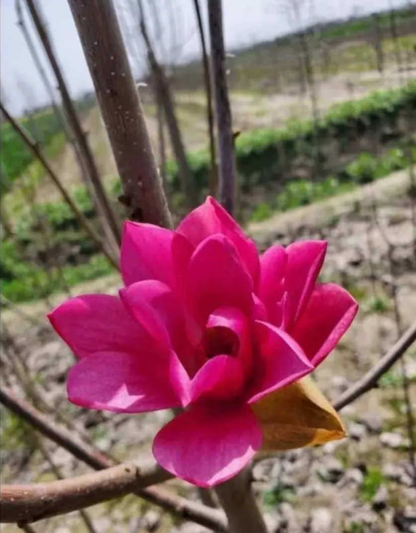 新品种【娇红牡丹玉兰花】（浓香）盆栽地栽