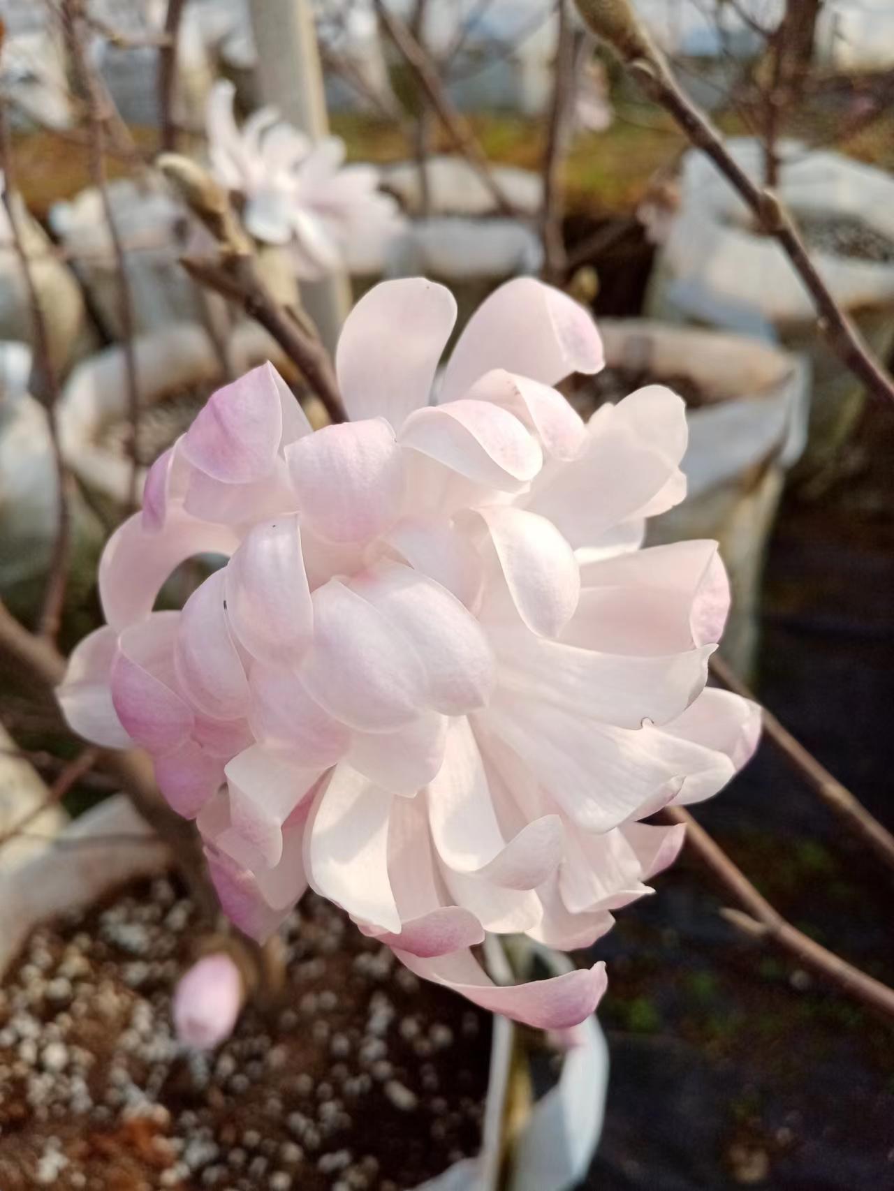 新品种【菊花玉兰】春夏秋三季，大花型，庭院阳台工程绿化苗