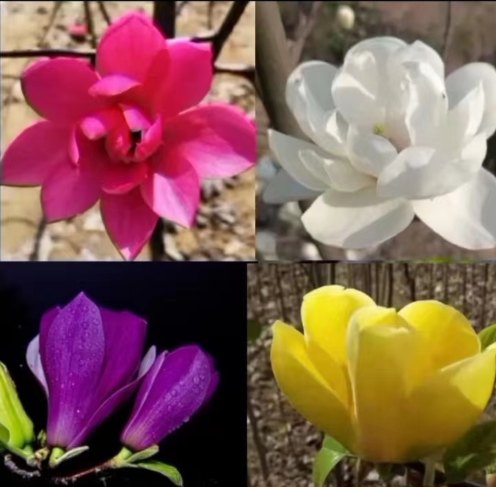 随机玉兰花，新品种3季开花
