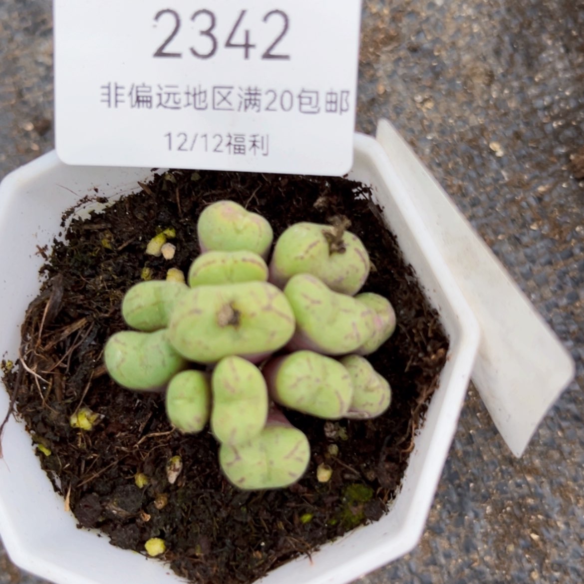 【闪购商品】2342脱土