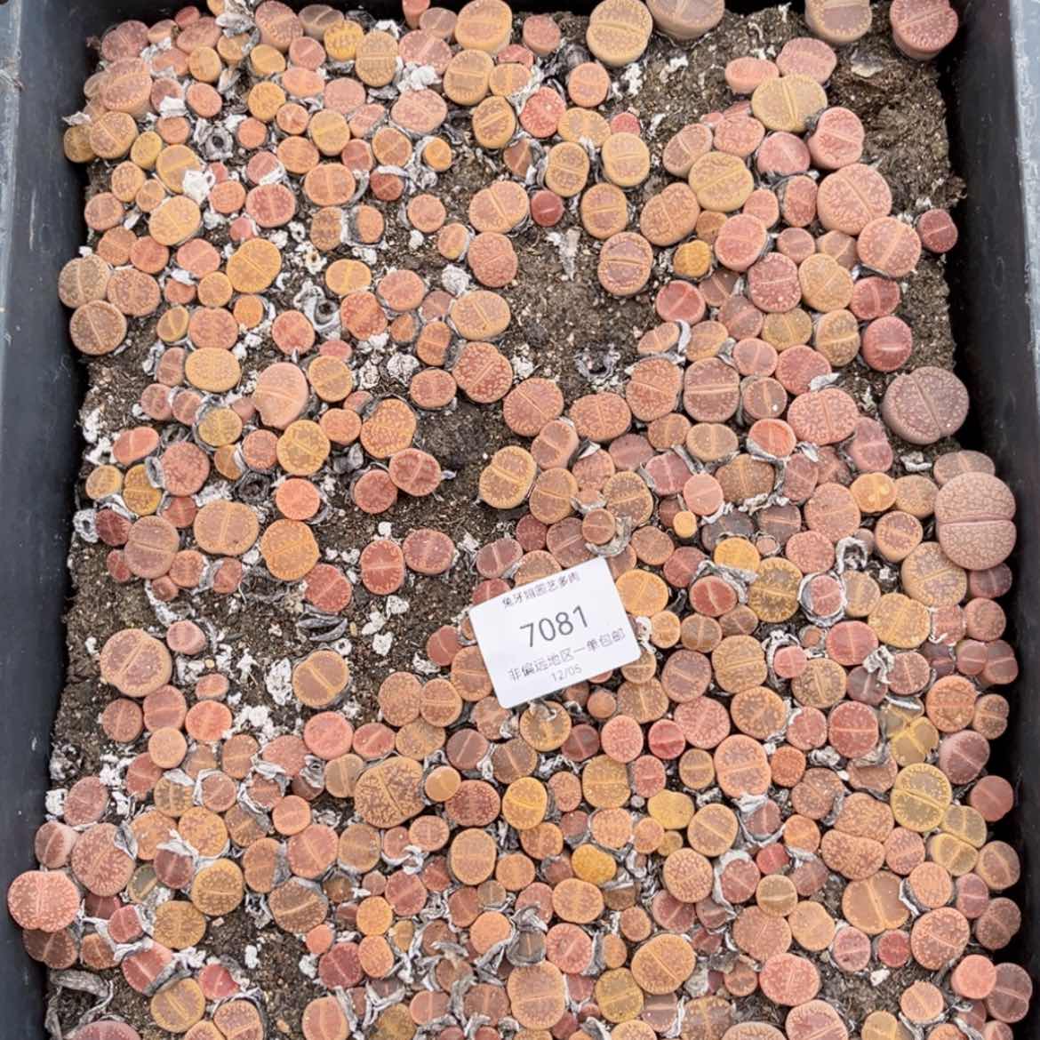 【闪购商品】7081盆土