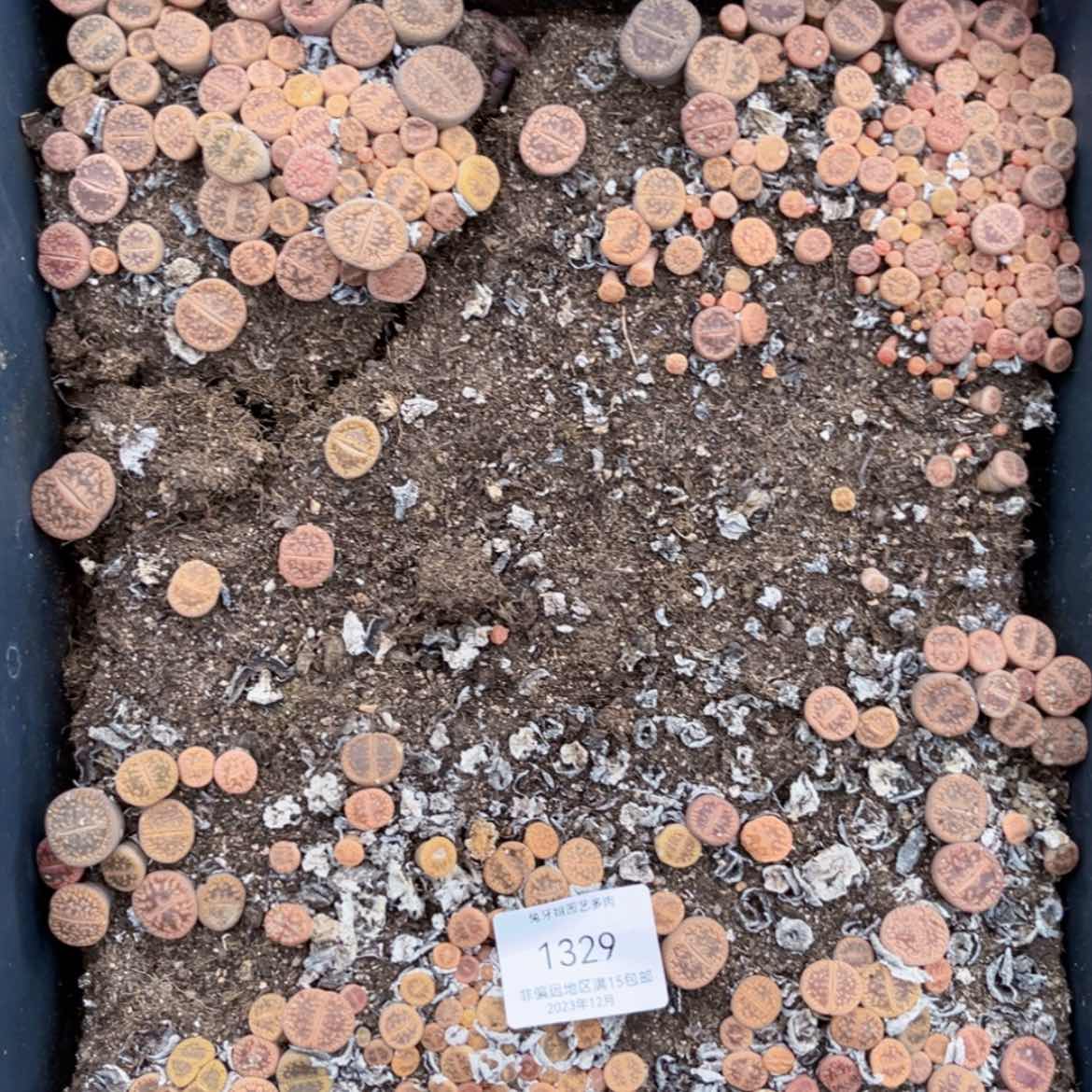 【闪购商品】1329盆土