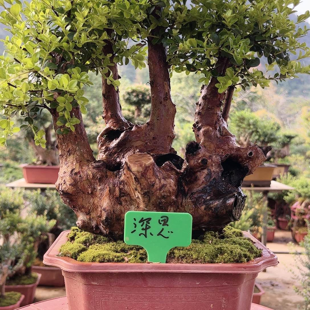 盆栽深**虑盆栽植物